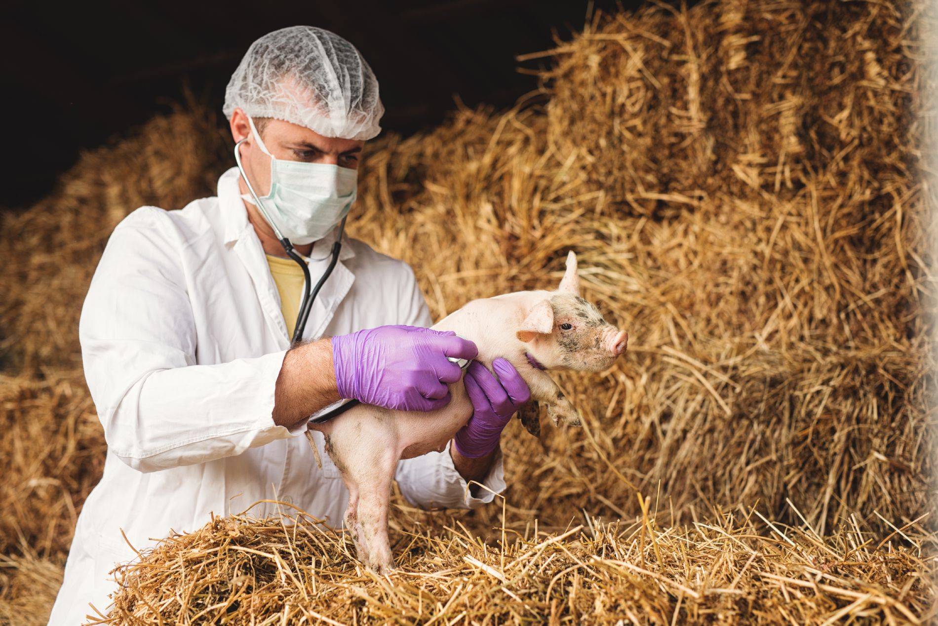 La industria española de sanidad y nutrición animal continúa gozando de  buena salud