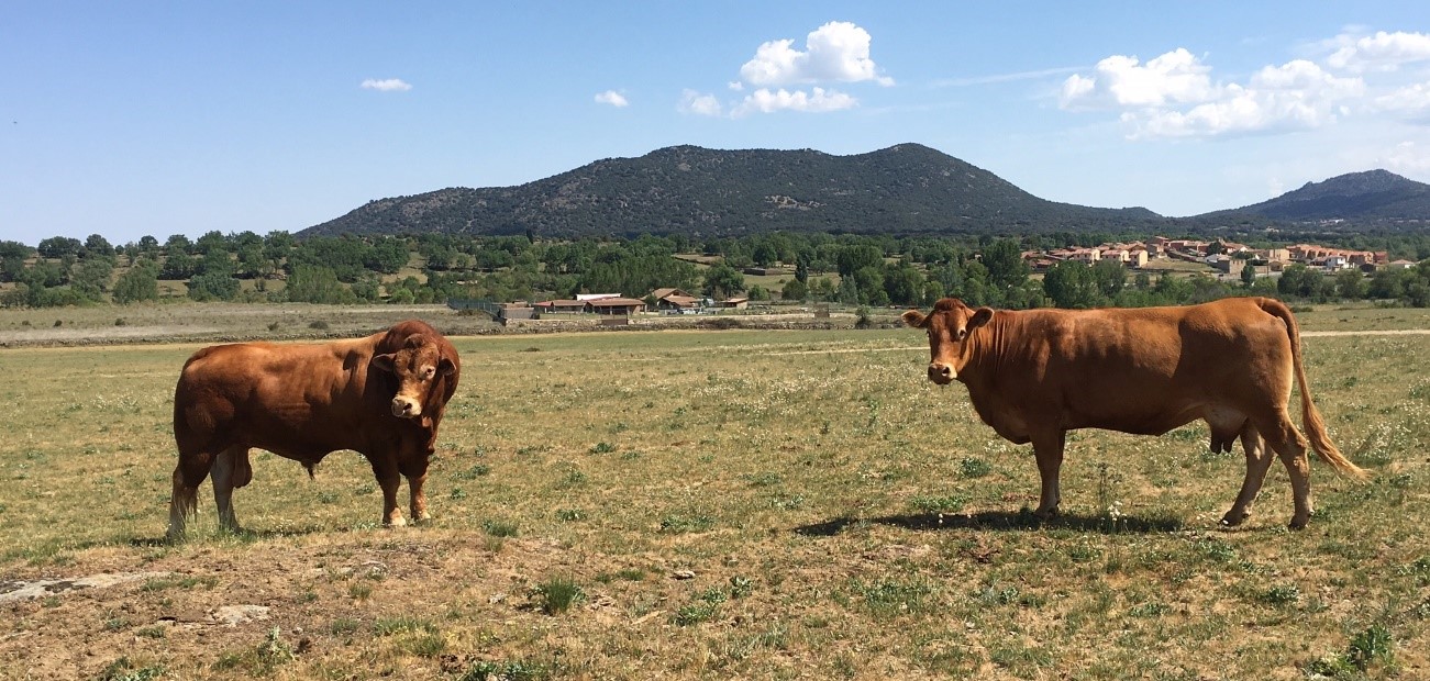 Vacas nodrizas