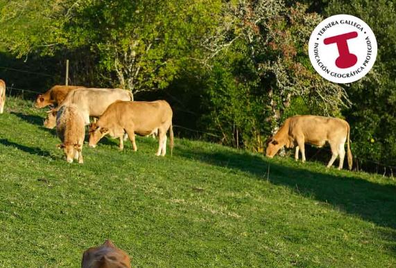 ternera gallega