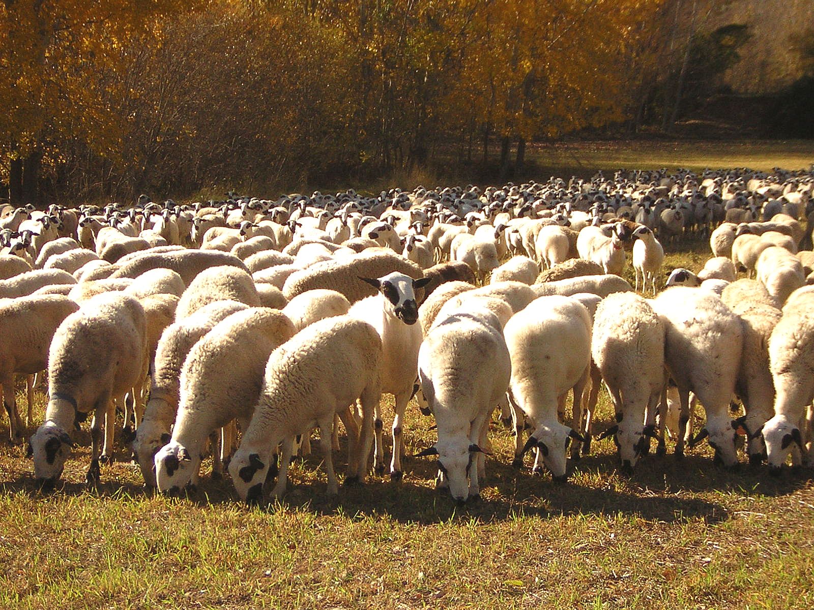 Caprino