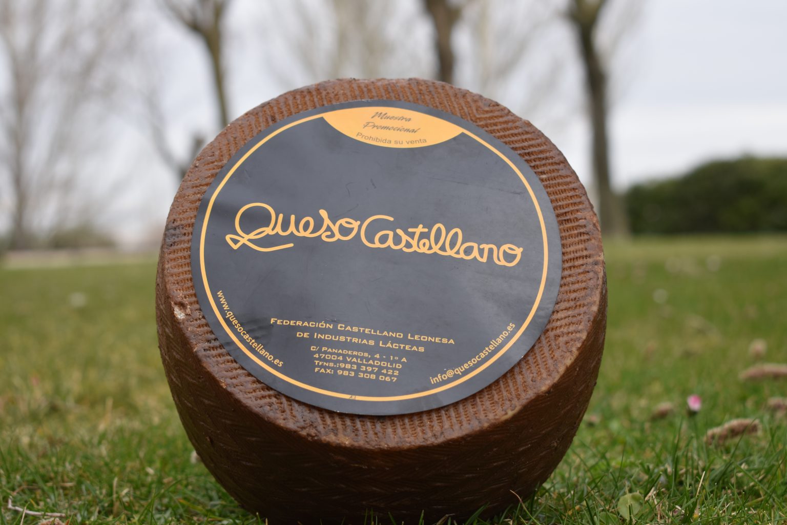 Queso