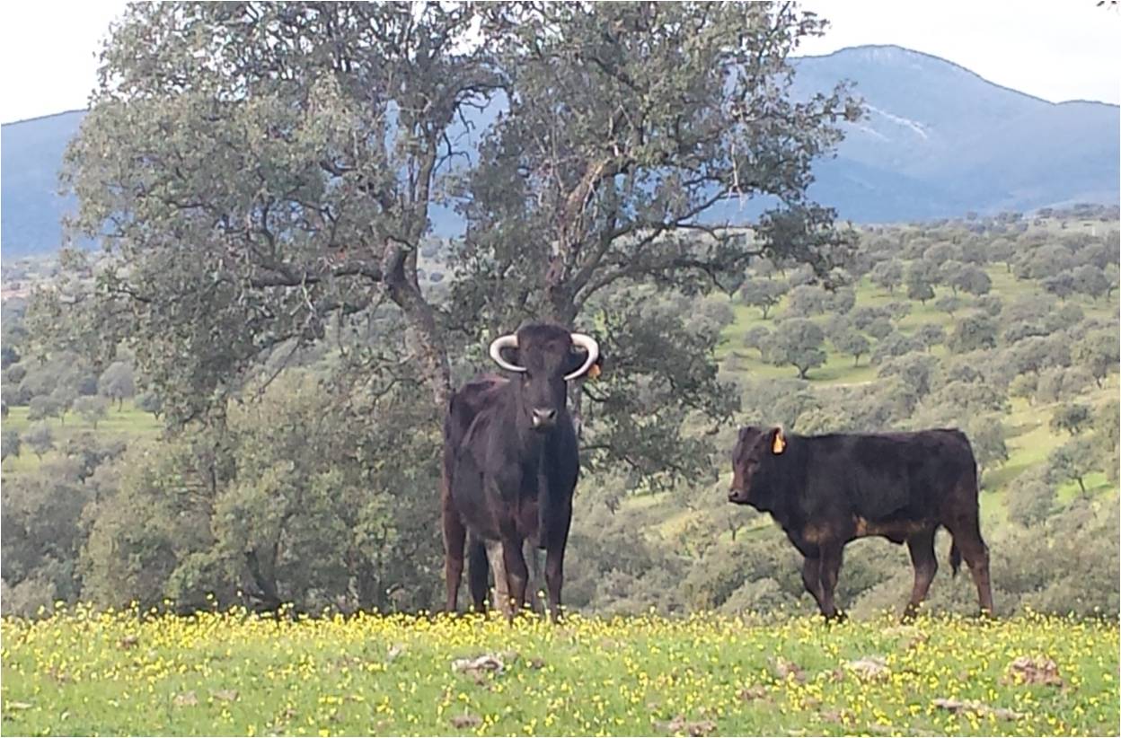 Finca