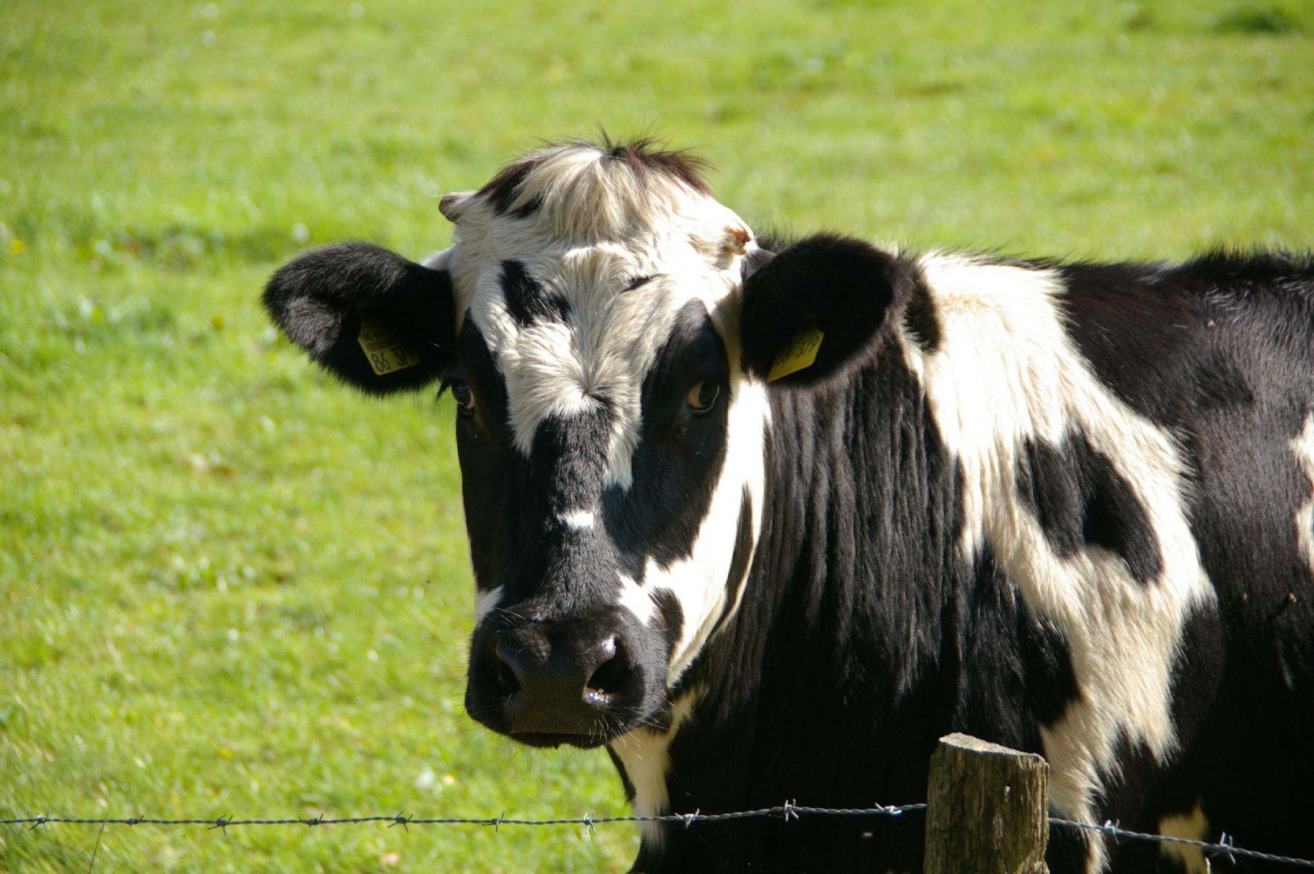 VACA