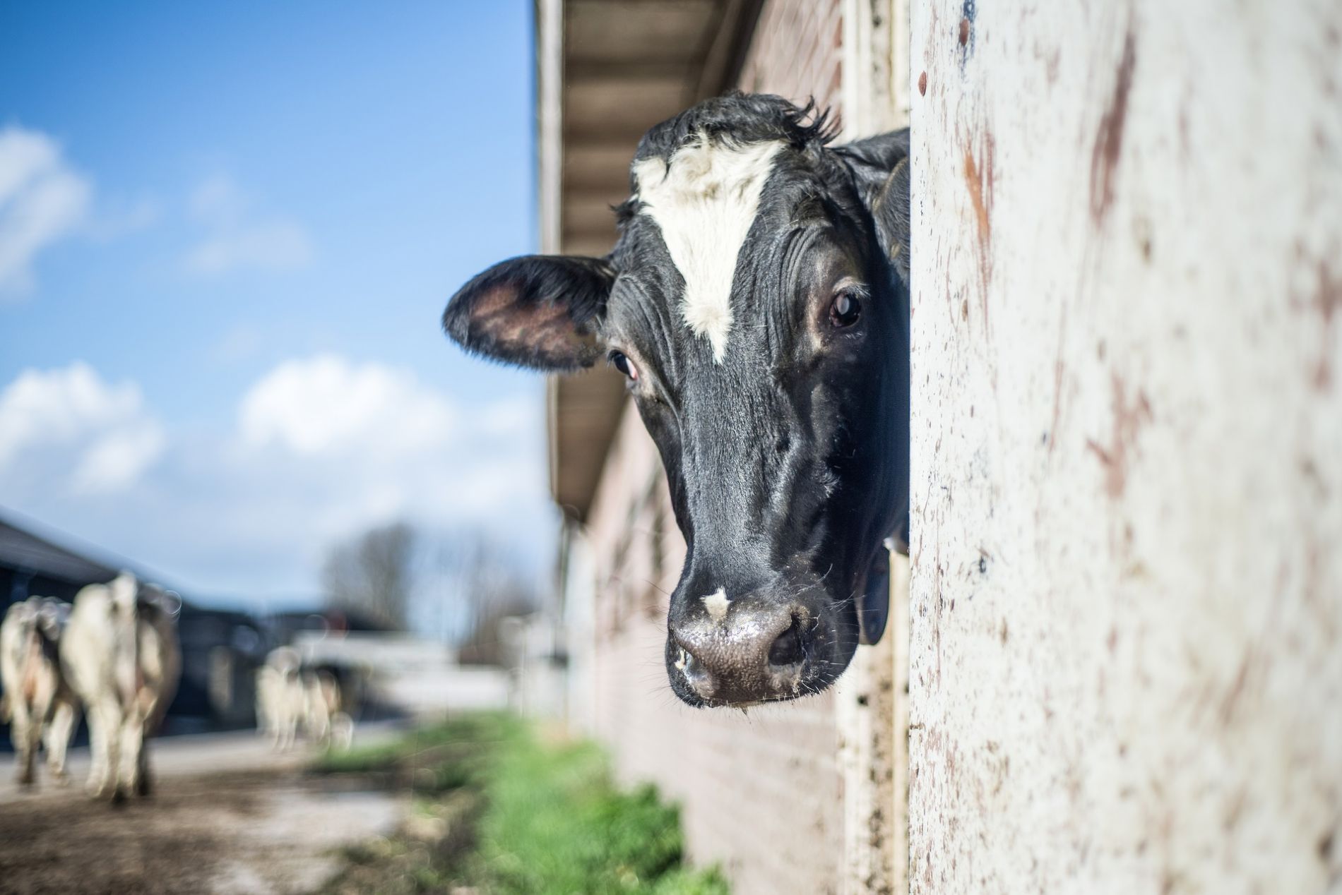 Vaca
