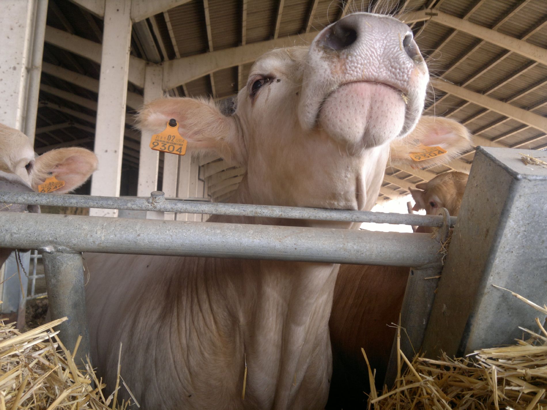 Vaca