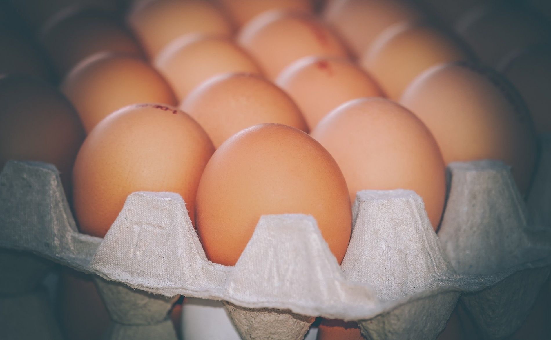 huevos