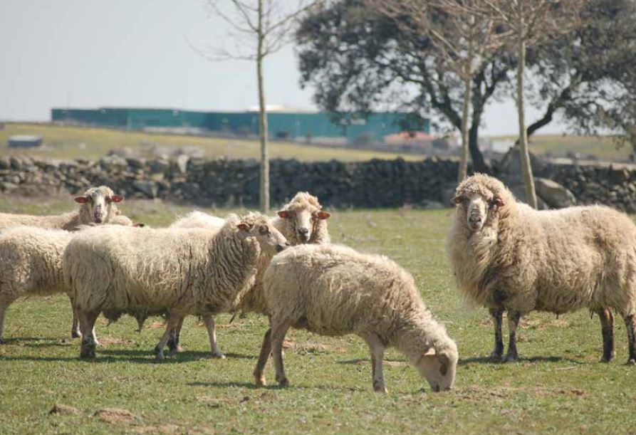 Ganadera ecolgica en espaa, ganado ovino