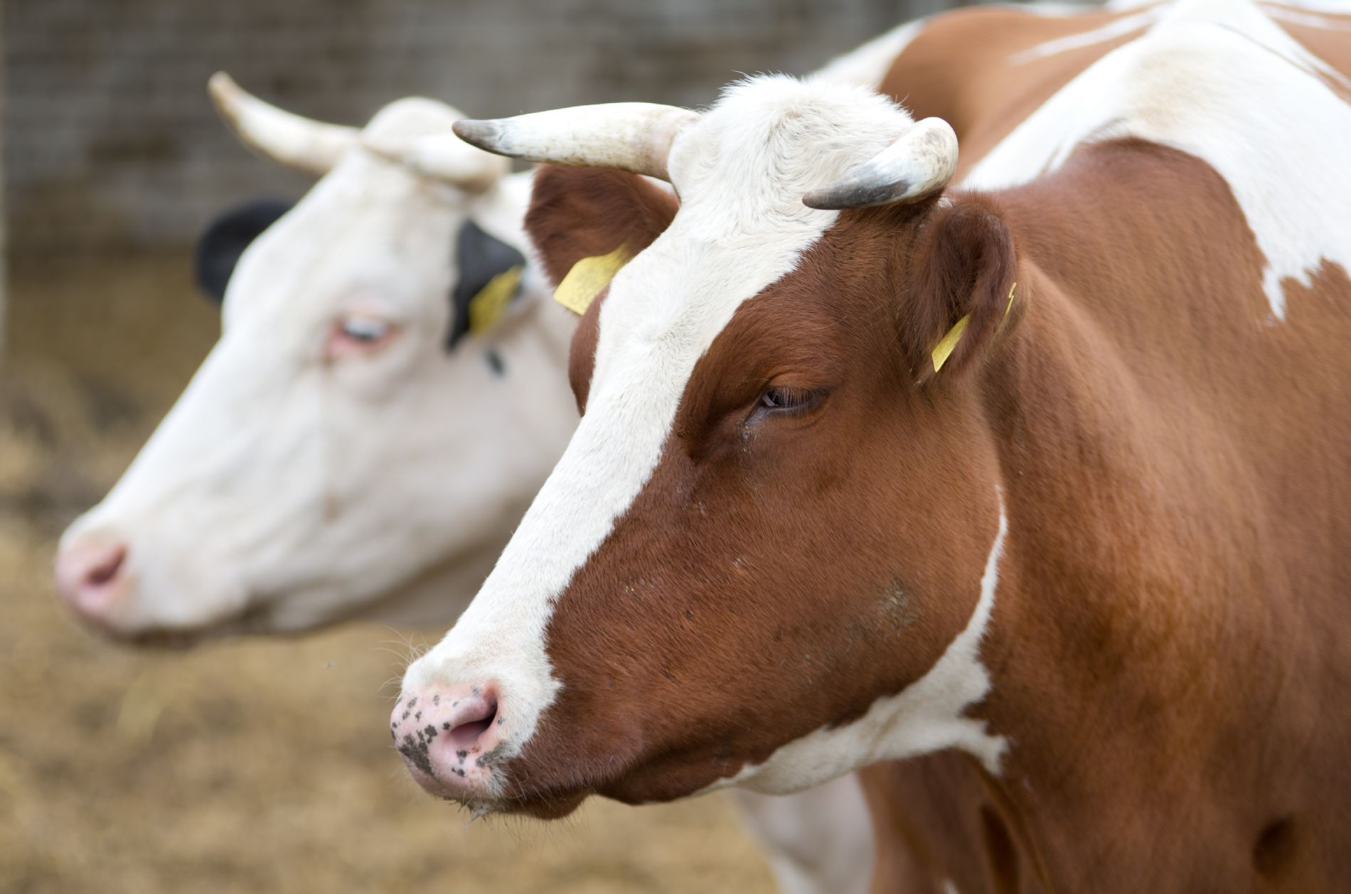 Vaca