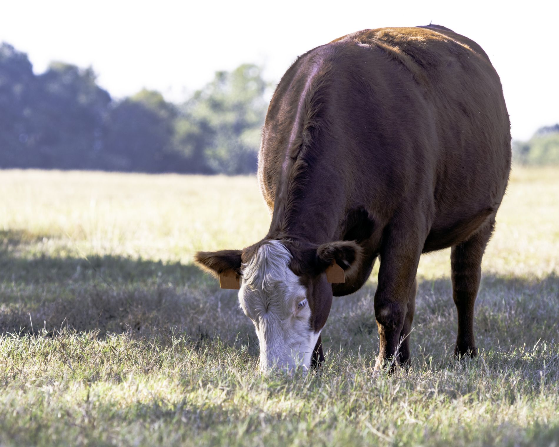Vaca