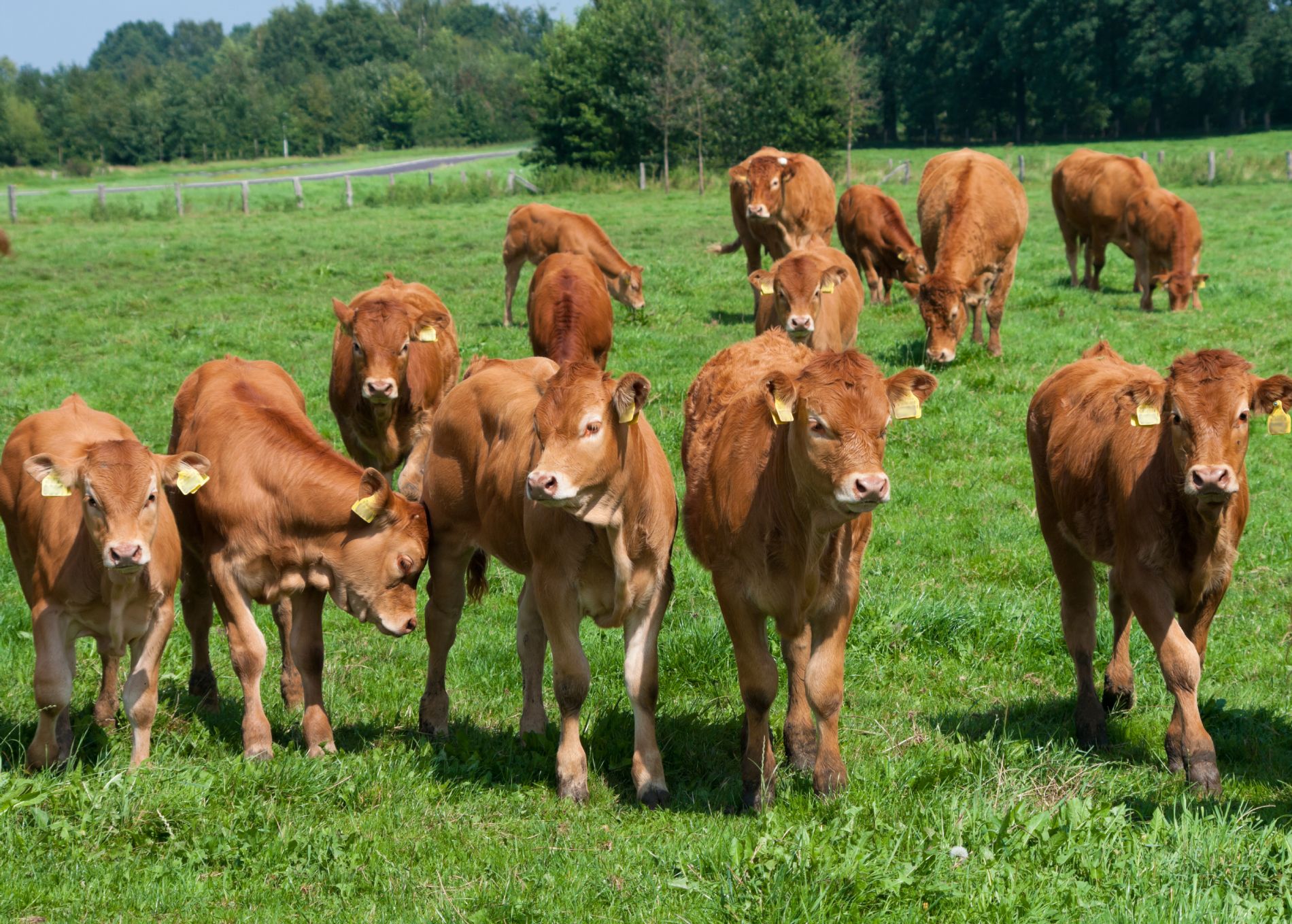 Vacas