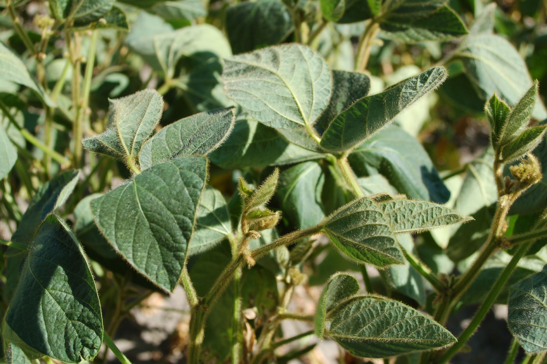Cultivo